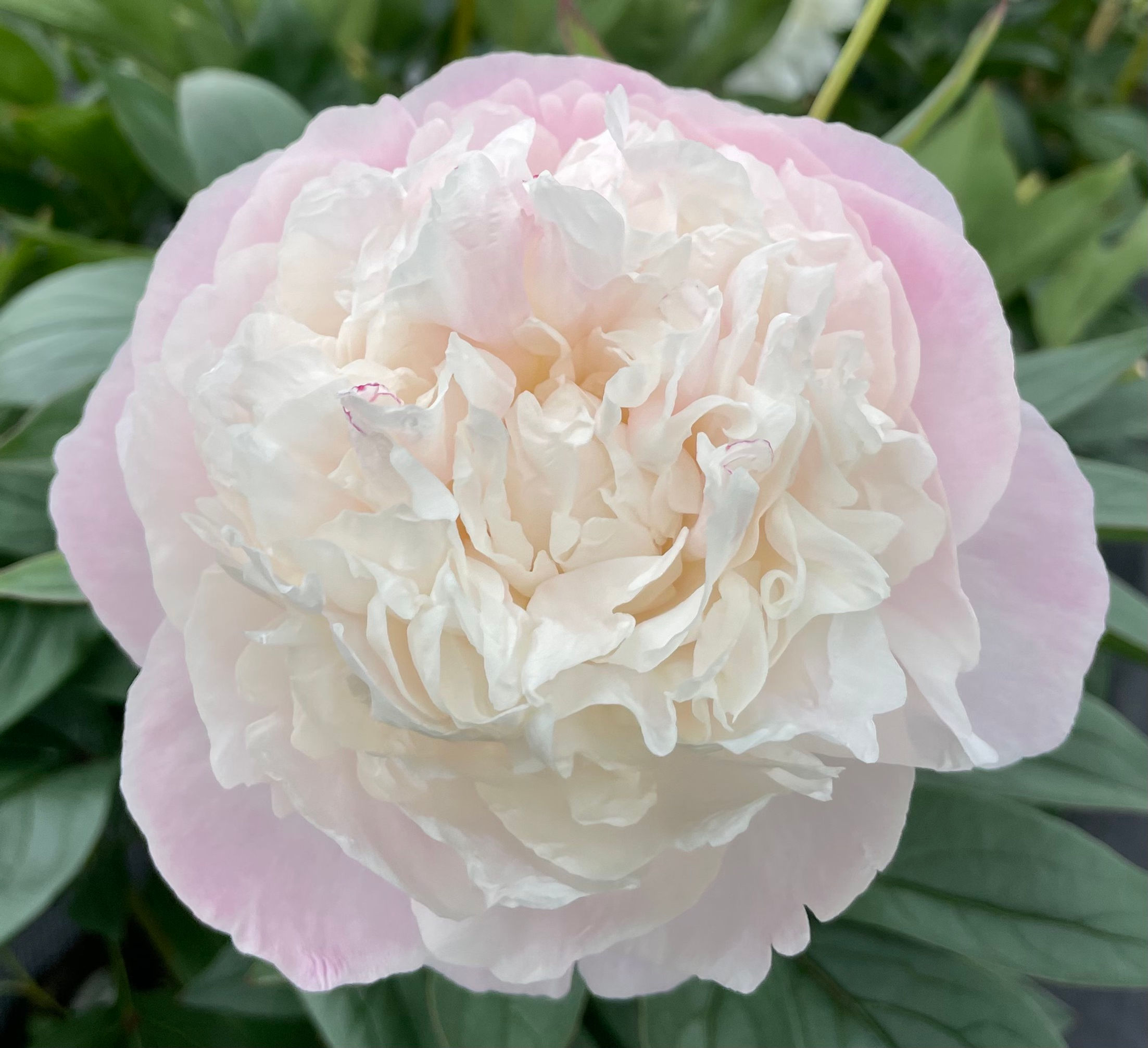 Mother's Choice - Avail July 20 - Aug 20