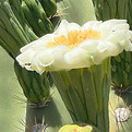 saguarobloom.jpg