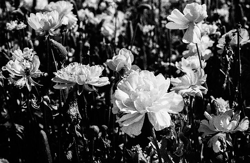 gaza-flowers (3)-1.jpg