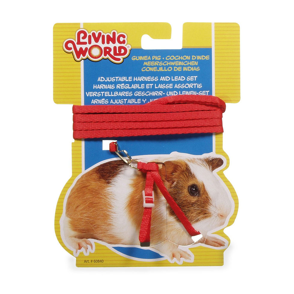 Miniature : Ensemble harnais et laisse Living World pour cochon d'inde
