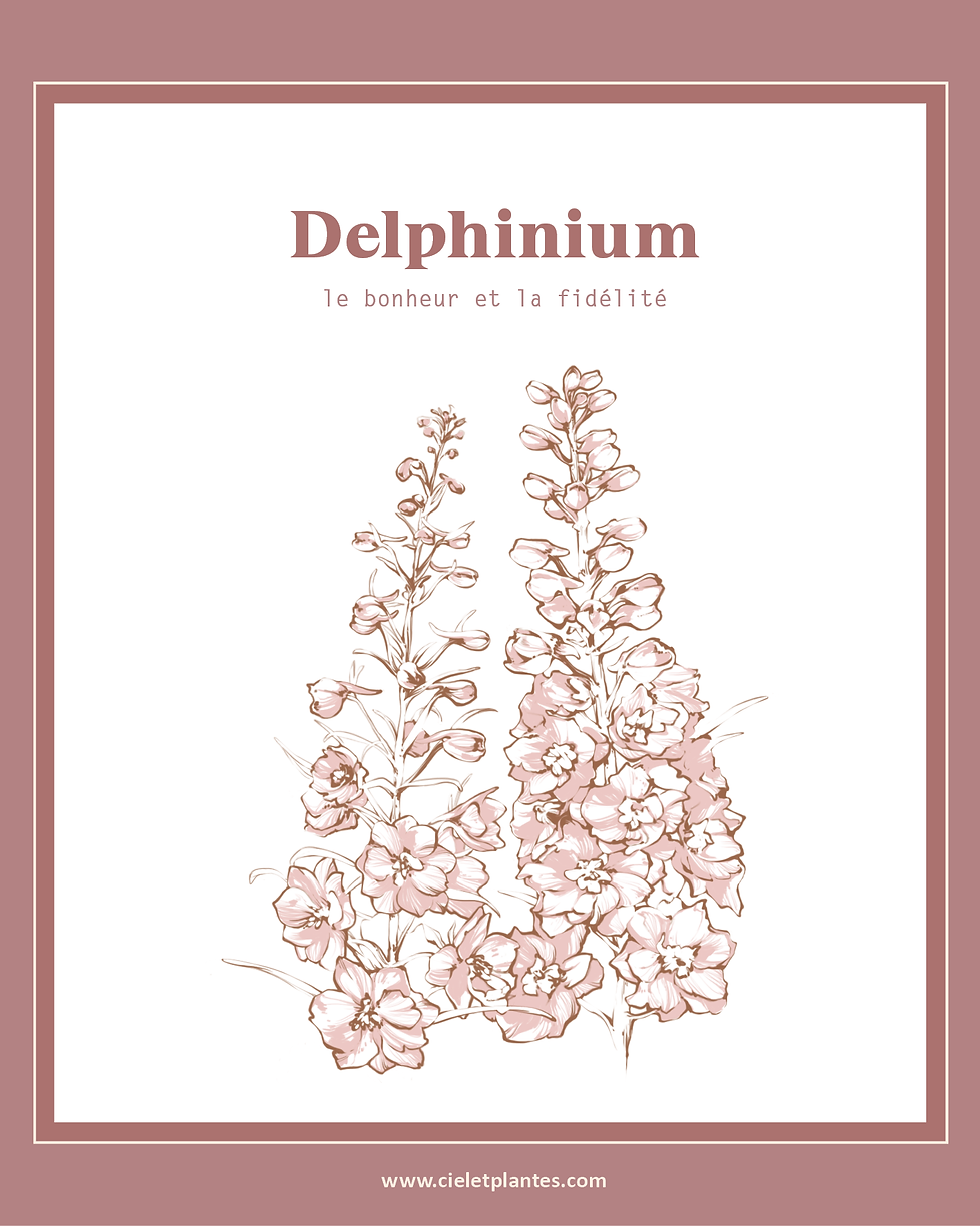 Delphinium