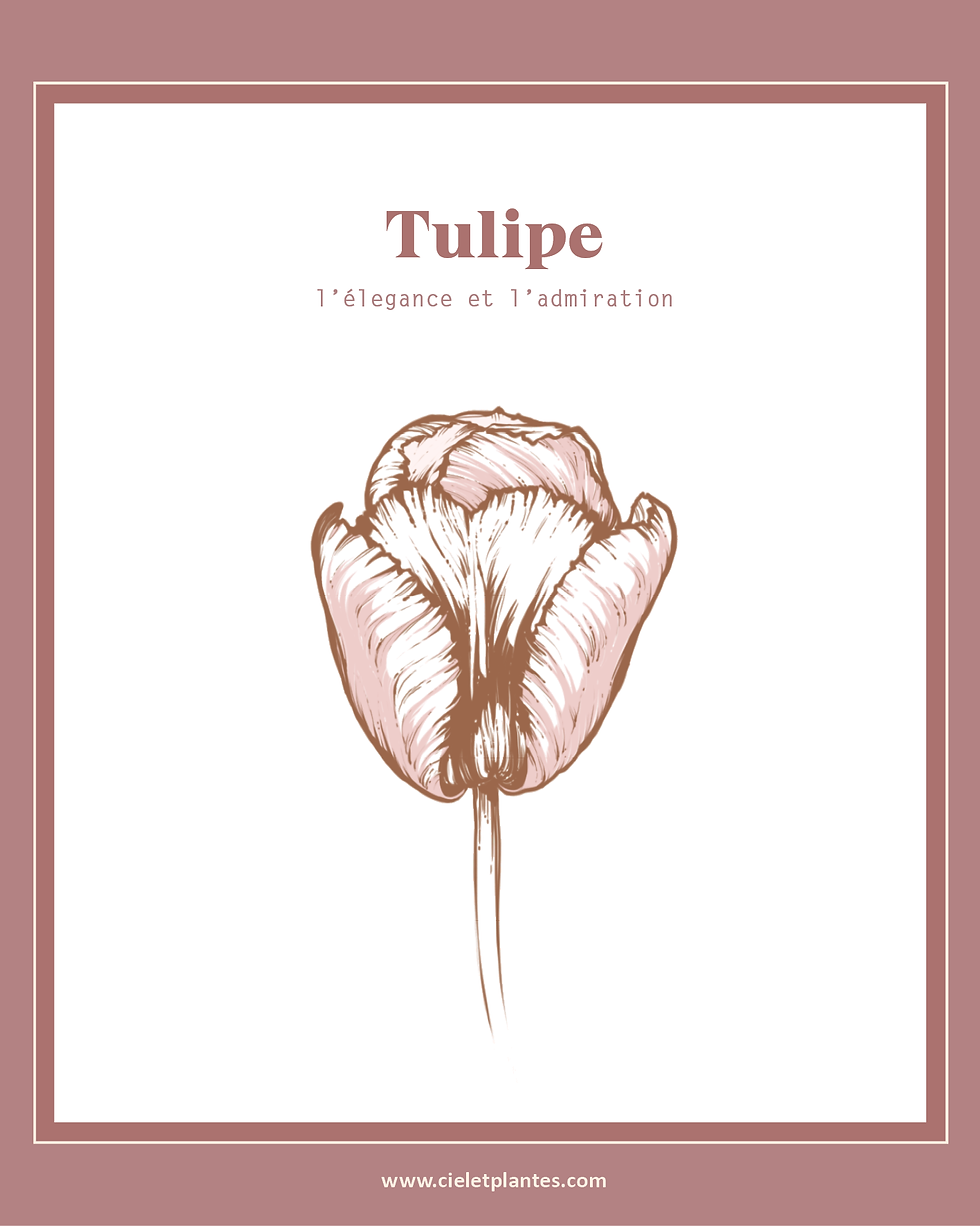 Tulipe