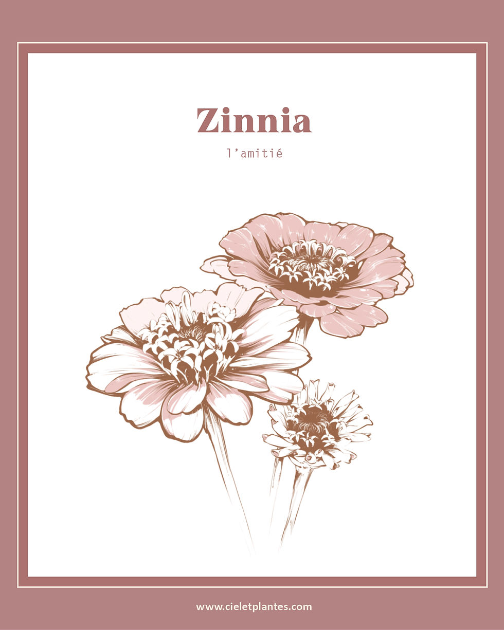 Zinnia