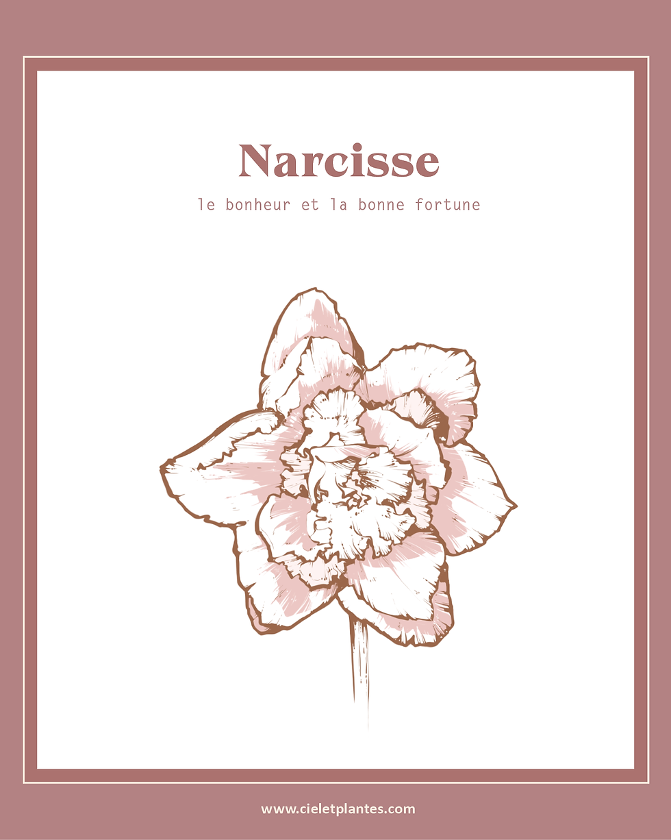 Narcisse