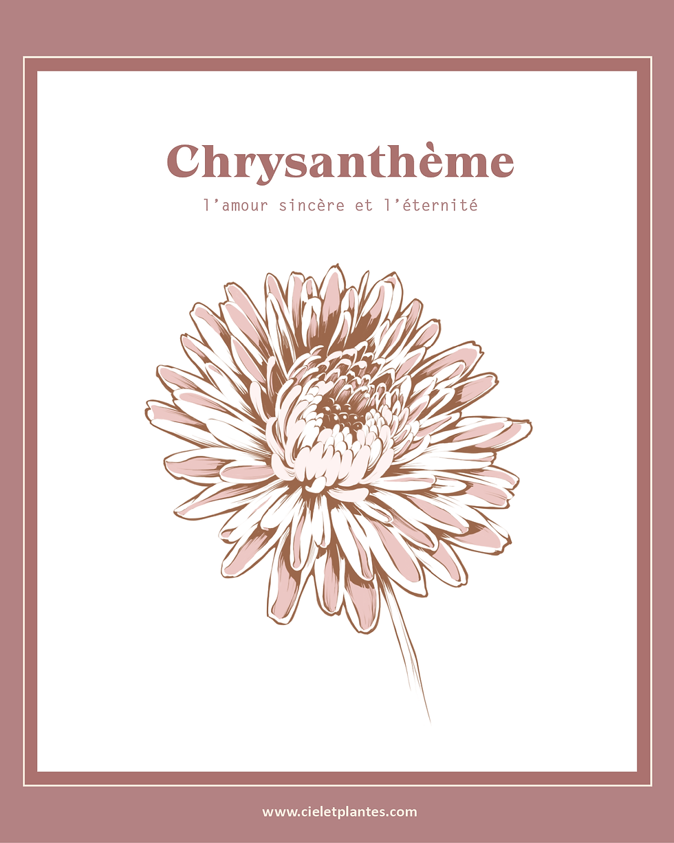 Chrysanthème