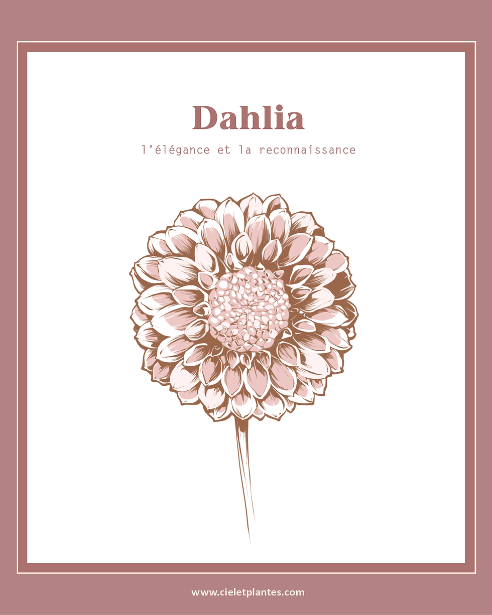 Dahlia
