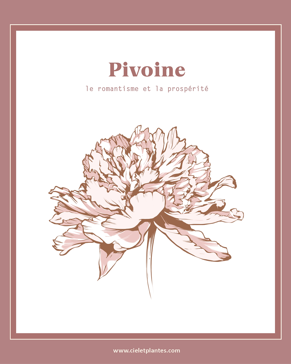 Pivoine