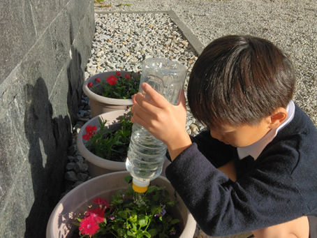 【ふせいしの杜】アイスクラッシュ🐧