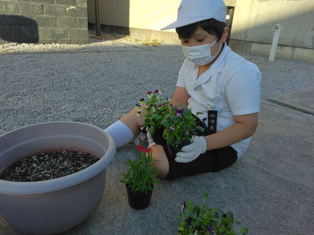 【ふせいしの杜】ビオラの花びら染め