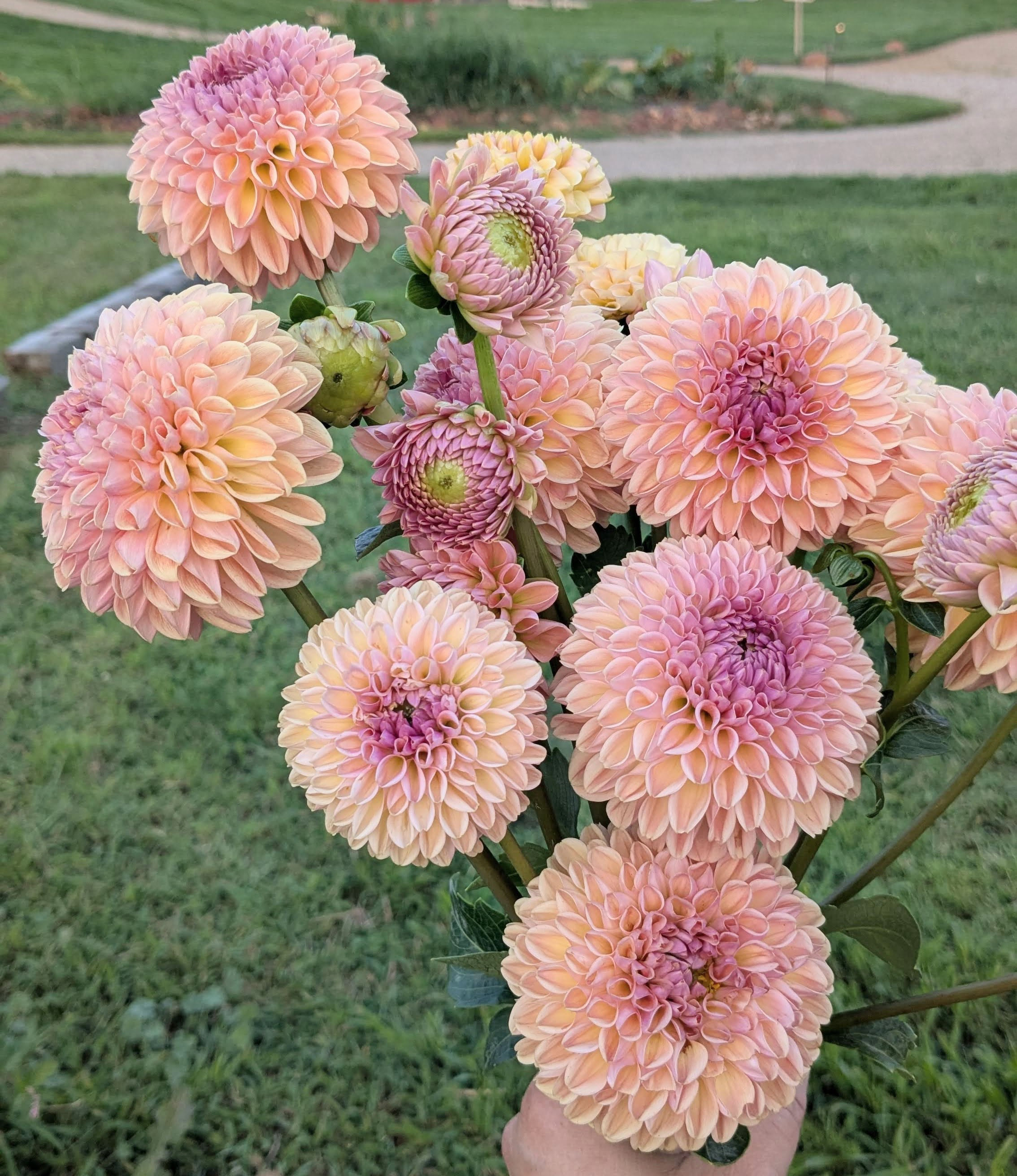 Valley Tawny