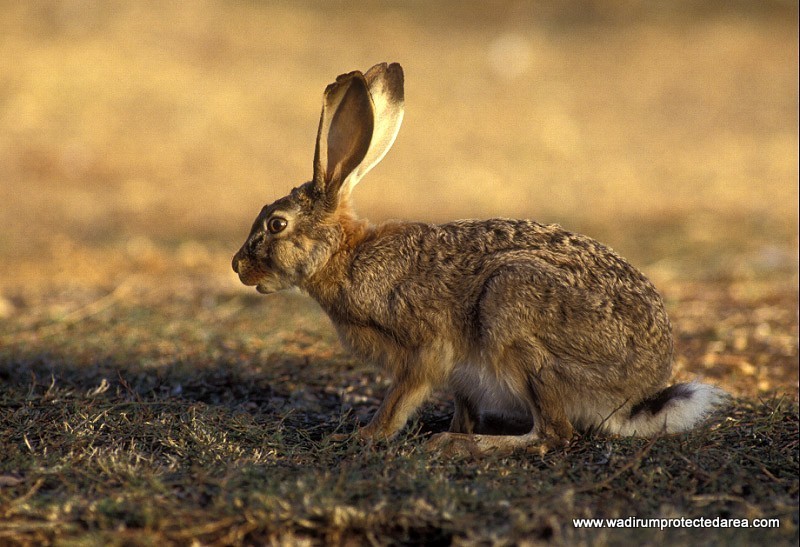 wildlife