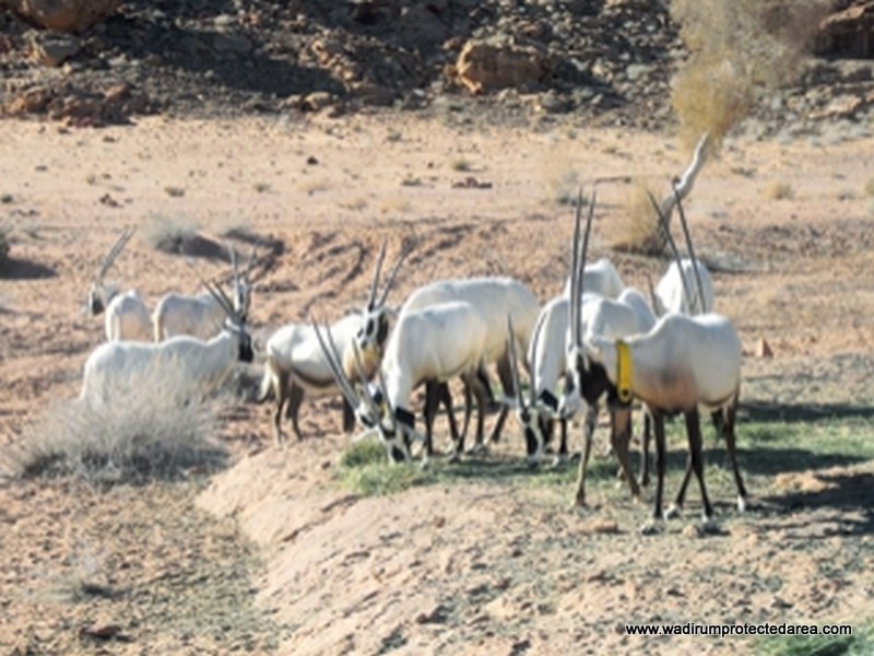 wildlife