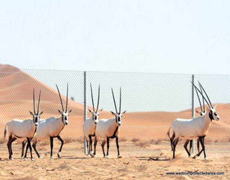 wildlife