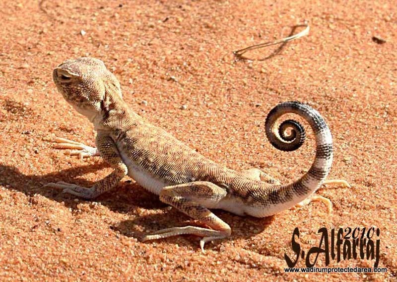 wildlife