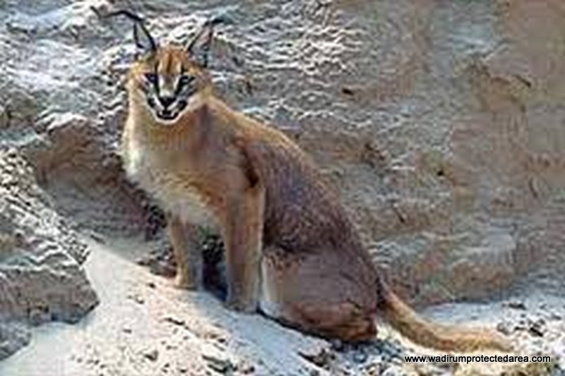 wildlife