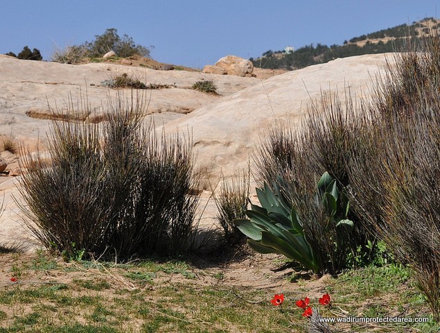 wadi dana