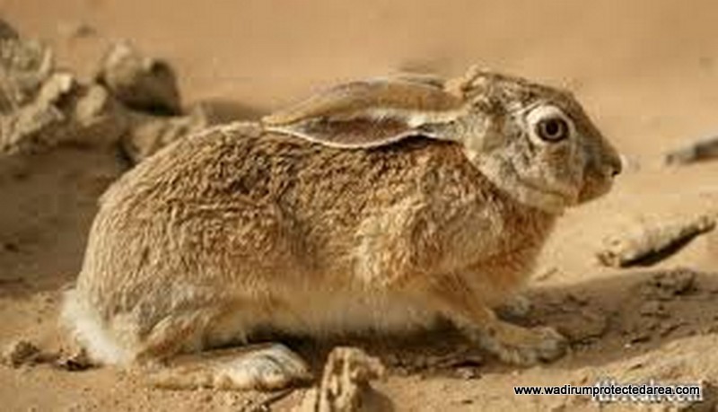 wildlife