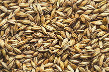 BARLEY