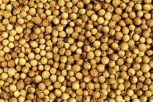 CORIANDER SEEDS