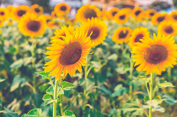 AdobeStock_331926779.jpeg