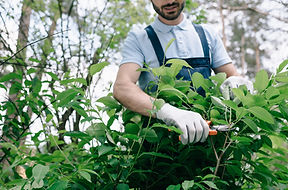 Ein Gärtner der gerade dabei ist mit einer Heckenschäre die Hecke zu schneiden.