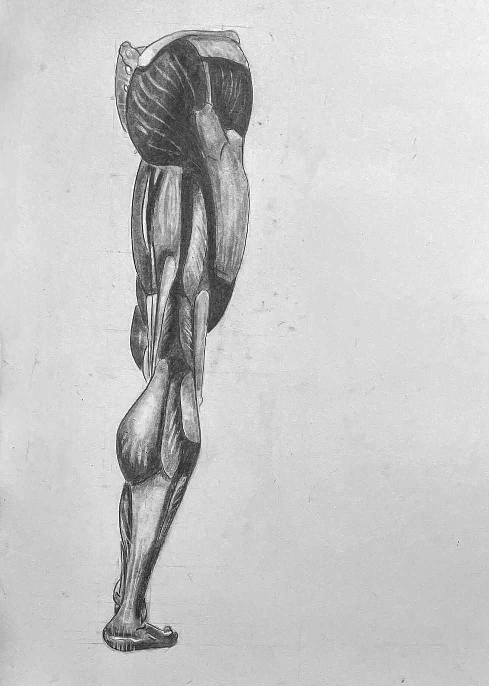 Graphite anatomy study, muscles of leg
Nov 2, 2022