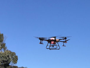 WEED ERADICATION & MANAGEMENT, CENTRAL TABLELANDS, NSW
