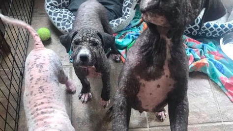 Whiskers Helping Rescued Puppies!