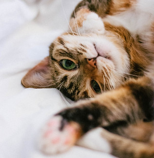 brown tabby cat on white textile_edited.