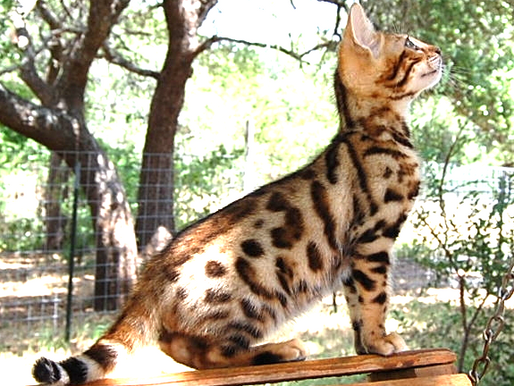 Myths About Dry Cat Food