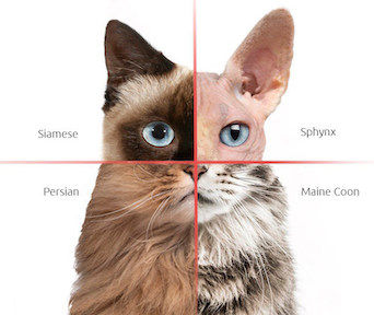 Feline DNA Testing Now Available to Pet Owners