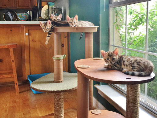 How Do I Become a Bengal Cat Breeder?