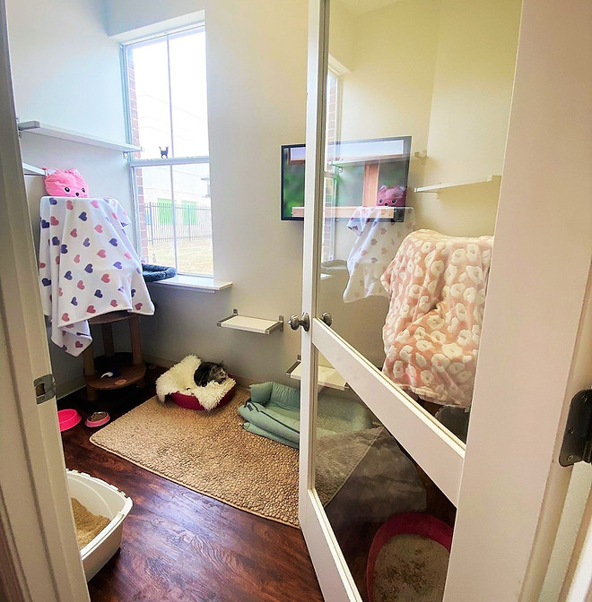 Whiskers Luxury Cat Boarding Suite