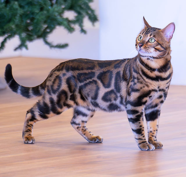 How to Be a Bengal Cat Breeder: Expert Tips for Success