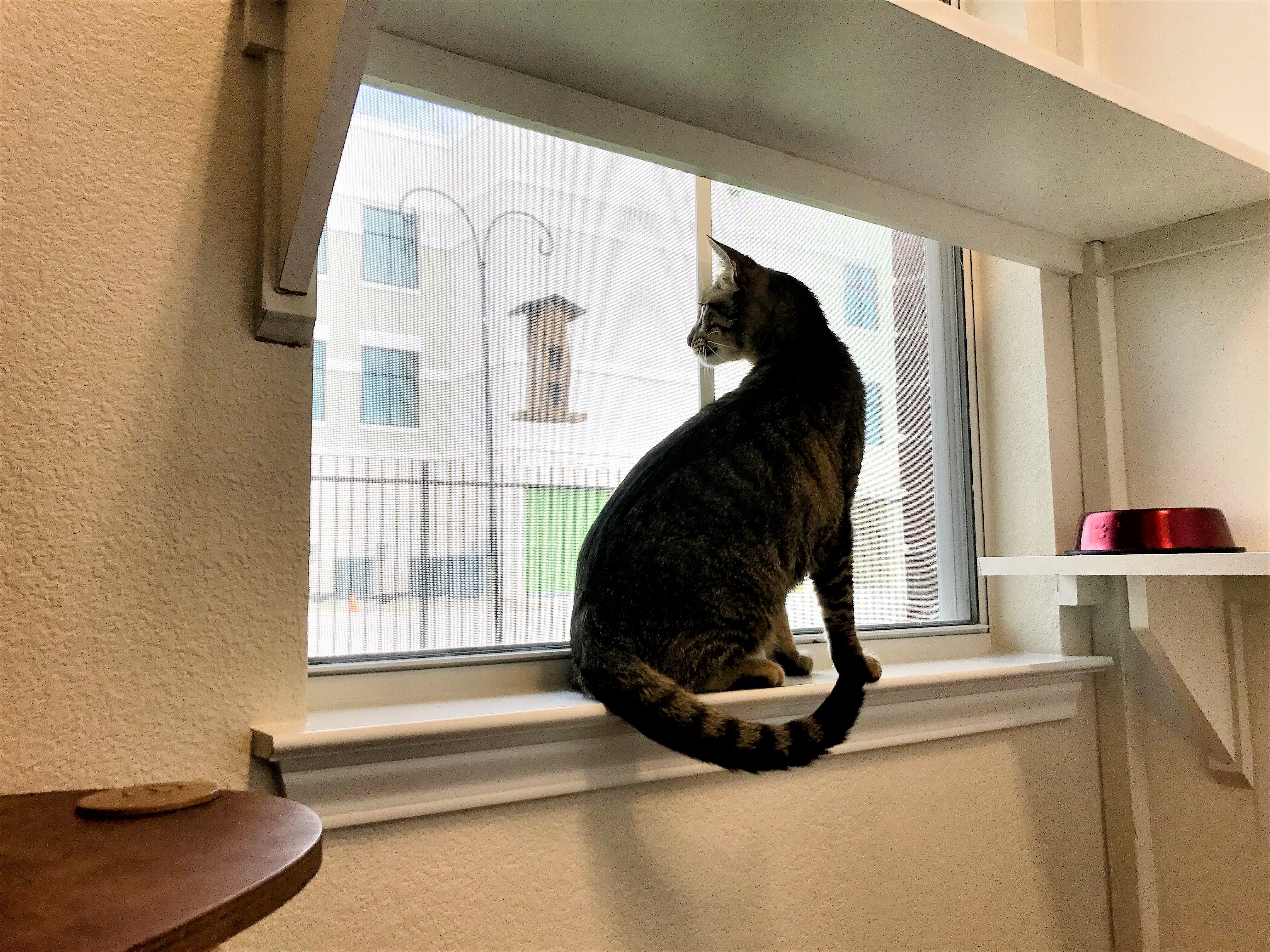 Cat Boarding Dallas Tx