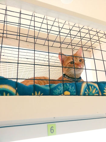 Whiskers Luxury Cat Boarding - Kitty Sky Box