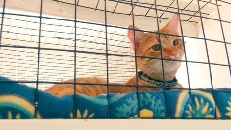 New Study: Reduce Stressful Vet Visits!