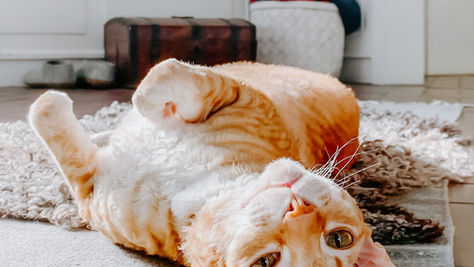 A cat showing love to its owner. Whiskers Luxury Cat Boarding