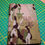 Thumbnail: Multicam Field Notes Cover