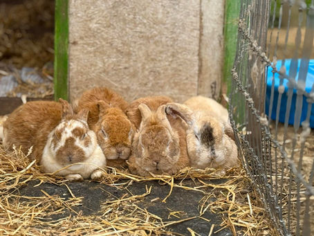 From Abandoned to Adored: The Rescue of Our Forgotten Rabbits