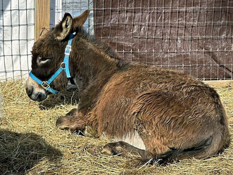 Unseen Bonds: Heartwarming Rescue Story of , Rocco