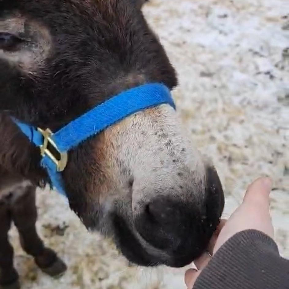 Nuzzling my hand for the first time