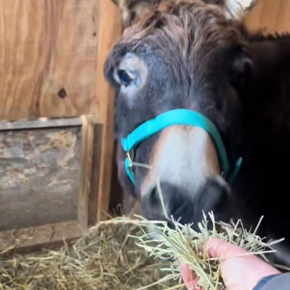 Rocco taking food from my hand for the first time
