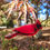 Thumbnail: Cardinal Ornament - Transparent