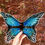 Thumbnail: Blue Morpho Bowl