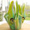 Thumbnail: Luna Moth Vase