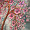 Thumbnail: Pink cherry blossom