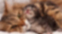 cat-and-kitten-snuggling.jpeg