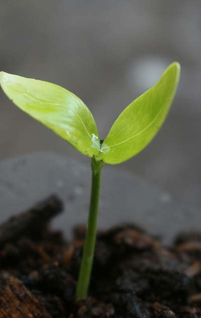 sapodilla tree seeds that have just grow