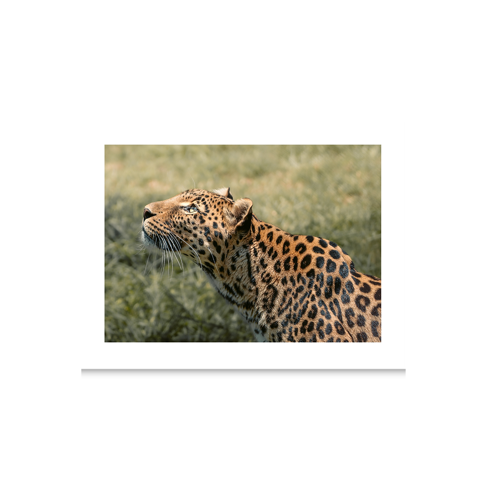 Miniaturbild: Wildlife Collection - Leopard III